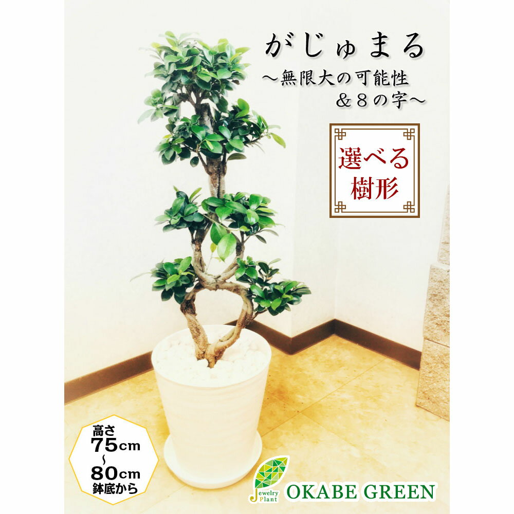 ガジュマル 母の日 ギフト プレゼント 観葉植物 ガジュマル フィカス 8の字 8号 白セラアート鉢 多幸の木 縁起物 無限大 幹が曲り 受皿付 大型 開店祝い 鉢植え 人気 お祝い 誕生日 ギフト プレゼント 贈り物 インテリア 送料無料 【白札】