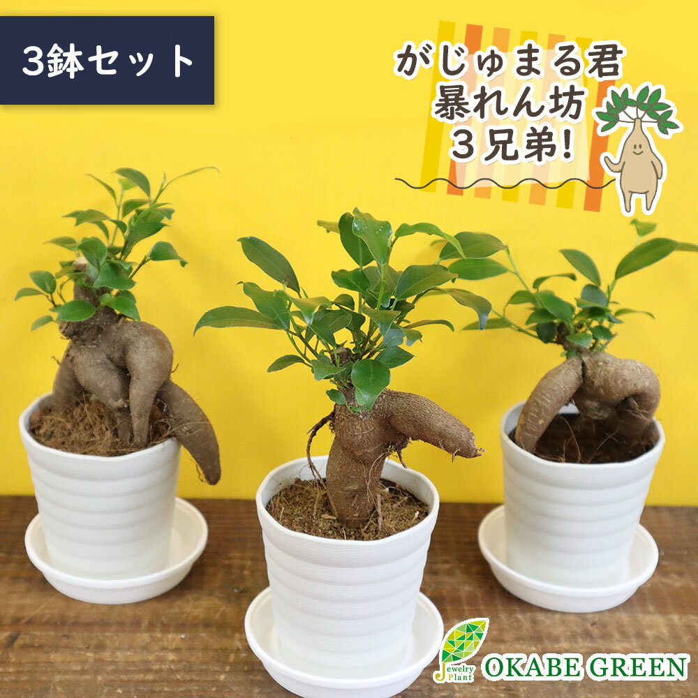 母の日 ギフト プレゼント 観葉植物 【3鉢セット】 ガジュマル フィカ ス ミニ アウトレット 3号 飾り石なし 白セラアート鉢 受皿付 花言葉 多幸の木 がじゅまる ご自宅用 送料無料 [白2]