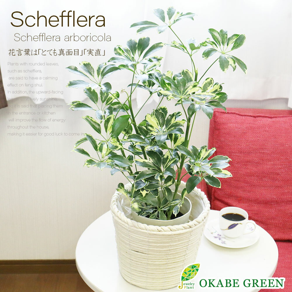 観葉植物 シェフレラ ホンコンカポック イエロー 斑入り 5号 ベージュ鉢カバー 受皿無し おしゃれ お祝い 誕生日 お中元 ギフト プレゼント 開店祝い 引越祝い新築祝 インテリア 送料無料のサムネイル