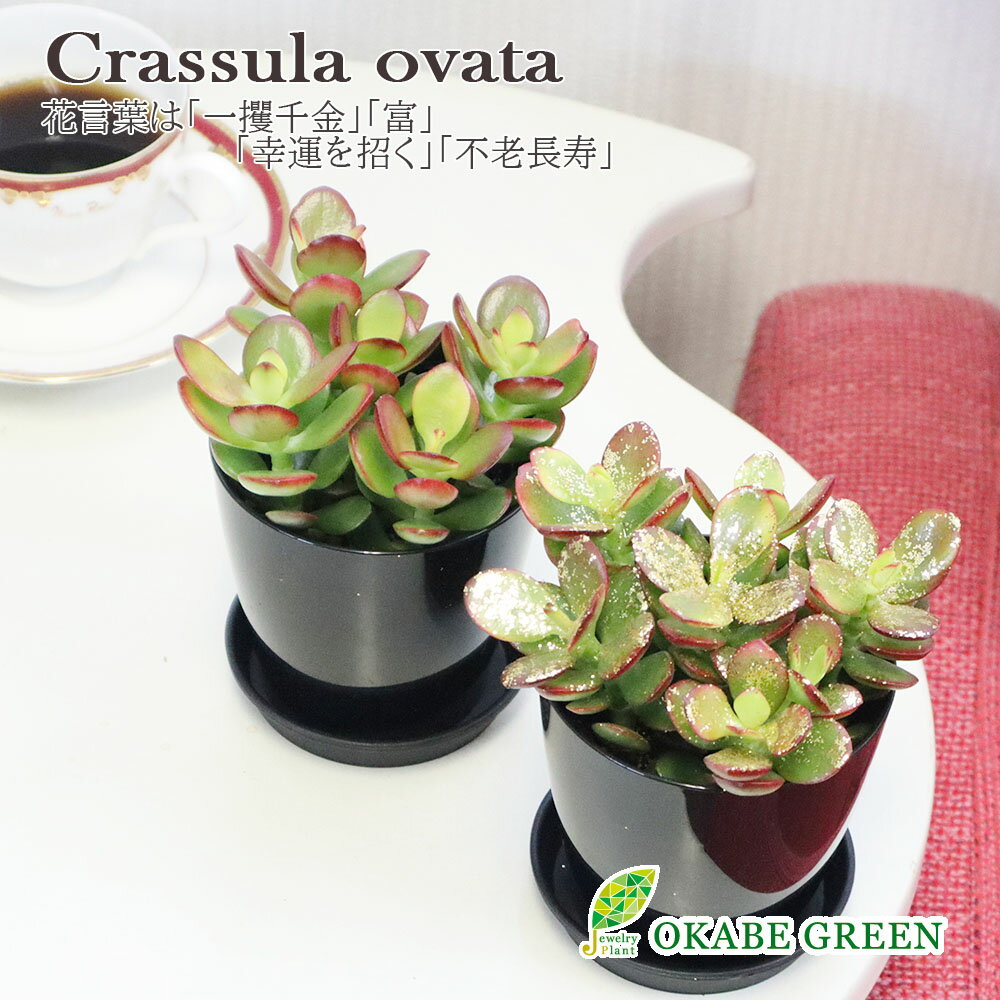 【店内全品2個同時購入10％OFFクーポン配布中】 観葉植物 小さい 金のなる木 黒プラスチック鉢 3.5号 選べる ゴールドラメ ラッピング無料 多肉植物 おしゃれ 苗 苗木 開店祝 鉢植え お祝 誕生日 お歳暮 ギフト プレゼント 開店祝 引越祝 新築祝 インテリア 送料無料 [黒2]