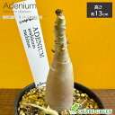母の日 鉢植え ギフト プレゼント 観葉植物 小さい アデニウム アラビカム ラシニー 選べる樹形 【現品】 3号 ラッピング無料 選べる鉢 受皿付 塊根植物 ...