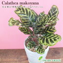 【店内全品P5倍決算セール3/31まで】 観葉植物 カラテア マコヤナ 素敵な白薔薇陶器 5号 水苔で植えてます 受皿付き 和名 ゴシキヤバネショウ おしゃれ 小さい 開店祝い 鉢植え お祝い 誕生日 母の日 ギフト プレゼント 開店祝い 引越祝い 送料無料