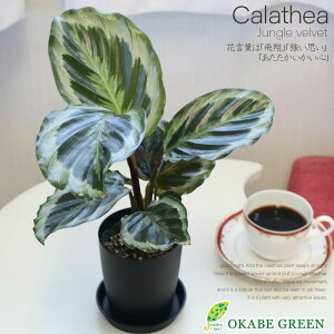 【店内全品P5倍決算セール3/31まで】 観葉植物 カラテア ジャングルローズ 3.5号 プラスチック鉢 受皿付 和名ゴシキヤバネショウ おしゃれ 小さい 鉢植え お祝い 誕生日 母の日 ギフト プレゼント 開店祝 おしゃれ 送料無料