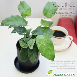 【店内全品P5倍決算セール3/31まで】 観葉植物 カラテア ムサイカ 3.5号 プラスチック鉢 受皿付 和名ゴシキヤバネショウ おしゃれ 小さい 鉢植え お祝い 誕生日 母の日 ギフト プレゼント 開店祝 おしゃれ 送料無料