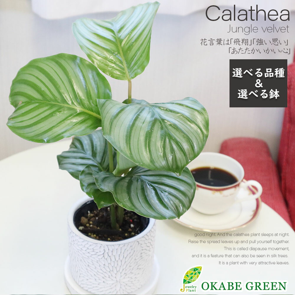 【店内全品2個同時購入10％OFFクーポン配布中】 【選べる品種】 観葉植物 小さい カラテア ミックス 4号 選べる陶器鉢 ソーサー付 オルビフォリア ビッタタ ホワイトスター ルフィバルバ 小さい 鉢植え お祝い 誕生日 開店祝 おしゃれ 送料無料
