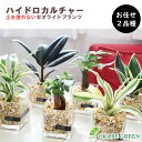 母の日 ギフト プレゼント 観葉植物 ハイドロカルチャー お任せ2鉢セット ゼオライト ミニ観葉 ガジュマル サンスベリア ゴムの木 パキラ サンデリアーナ フィカス 誕生日 母の日 ギフト プレゼント 小さい おしゃれ 送料無料