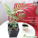 【店内全品2個で10%OFFクーポン配布】 観葉植物 小さい テーブルヤシ 4号 黒プラスチック鉢カバー ラッピング無料 おしゃれ 鉢植え 人気 お祝い 誕生日...