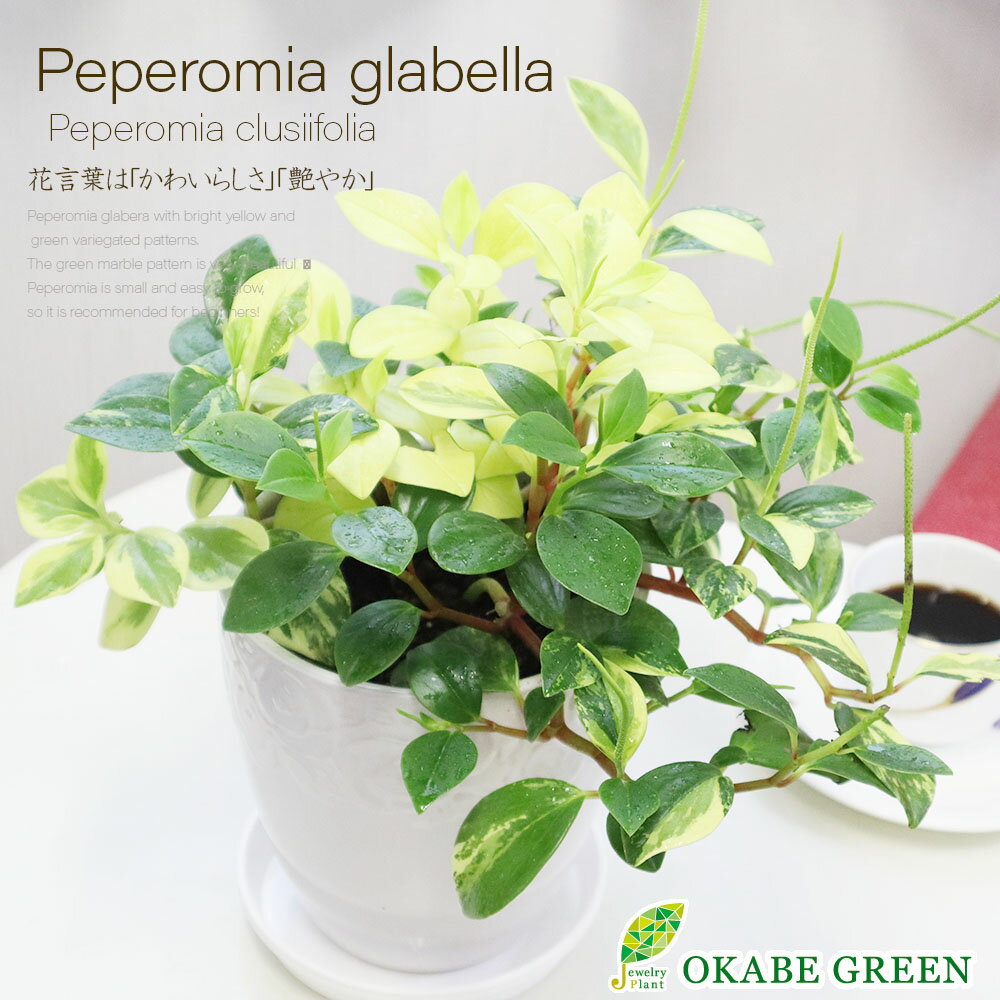 母の日 ギフト プレゼント 観葉植物 ペペロミア グラベラ 5号 素敵な白い薔薇陶器鉢 受皿付 受皿付 おしゃれ 開店祝い 鉢植え 人気 お祝い 誕生日 母の日 ギフト プレゼント 贈り物 インテリア 送料無料