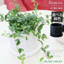 【GW限定クーポン配布中】 母の日 ギフト プレゼント 観葉植物 フィカス シャングリラ つる性 ガジュマル 3.5号 選べる白黒筒陶器鉢 ソーサー付 おしゃれ 開店祝い 鉢植え 人気 お祝い 誕生日 母の日 ギフト プレゼント 贈り物 インテリア 送料無料