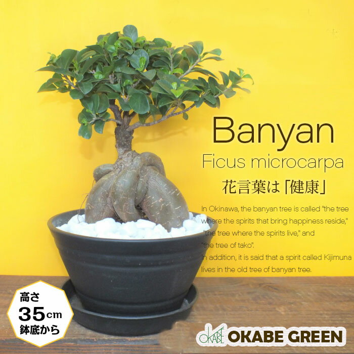 【年末年始は店内全品10％OFF】 観葉植物 ガジュマル フィカス 福寿 幹太 選べる 7号 黒鉢か白鉢が選べる セラアート鉢 受皿付 白軽石付 開店祝い 鉢植え おしゃれ 開店祝い 開店祝い 鉢植え 人気 お祝い 誕生日 ギフト プレゼント 贈り物 インテリア 送料無料