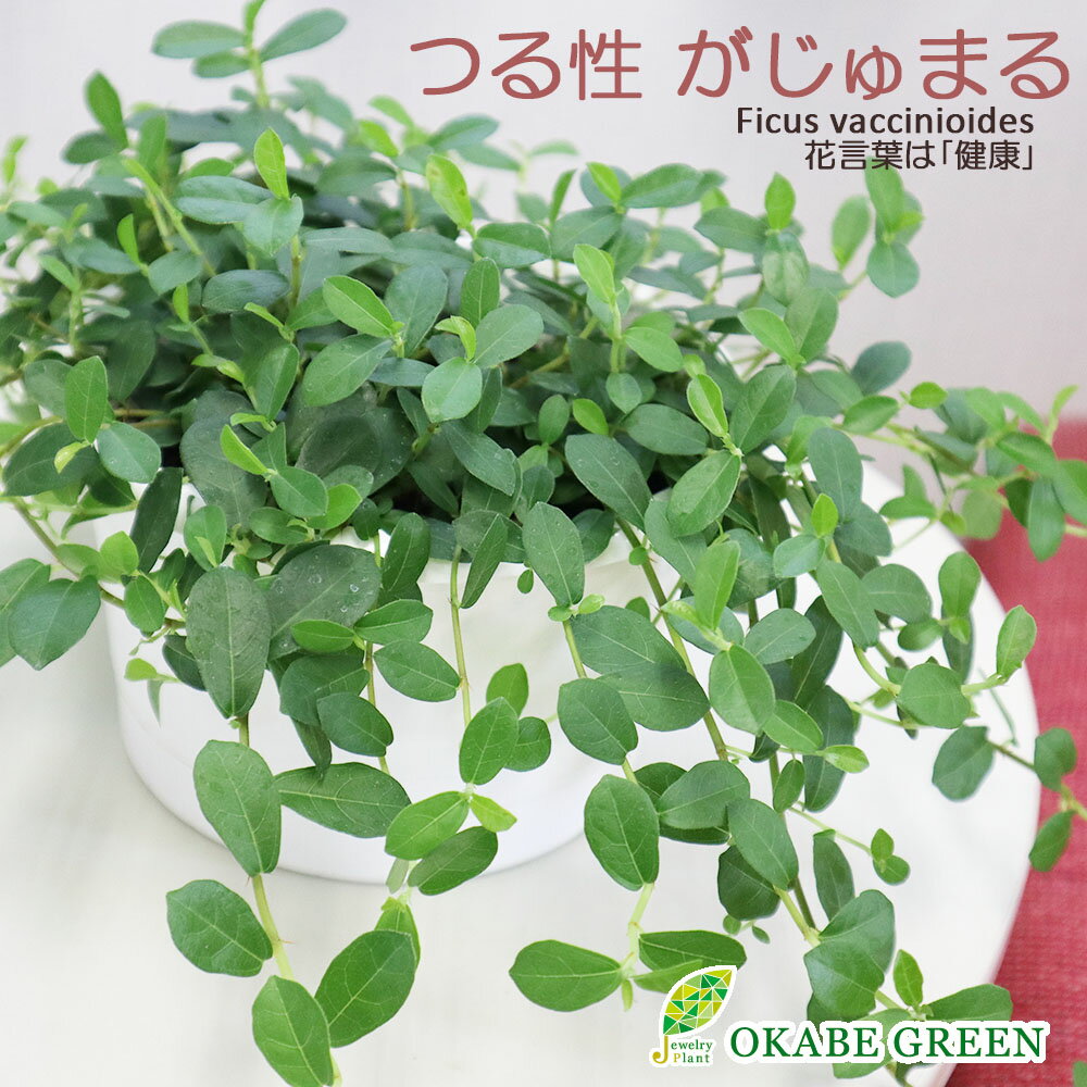 父の日 ギフト プレゼント 観葉植物 フィカス シャングリラ つる性 ガジュマル 5号 吊り棒付 白プラ鉢 取り外し可能 鉢植え おしゃれ 花言葉 多幸の木 がじゅまる 開店祝い 新築祝い お祝い 送料無料