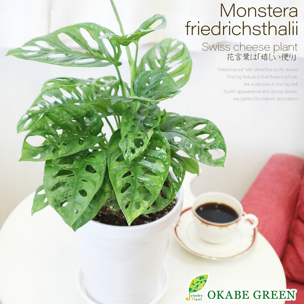 観葉植物 マドカズラ 斑入り 6号 白陶器鉢 ラッピング無料 受皿付 フリードリヒスターリー ホウライショウ 受皿付 おしゃれ 鉢植え 人気 お祝い 誕生日 ギフト プレゼント 贈り物 インテリア 送料無料のサムネイル