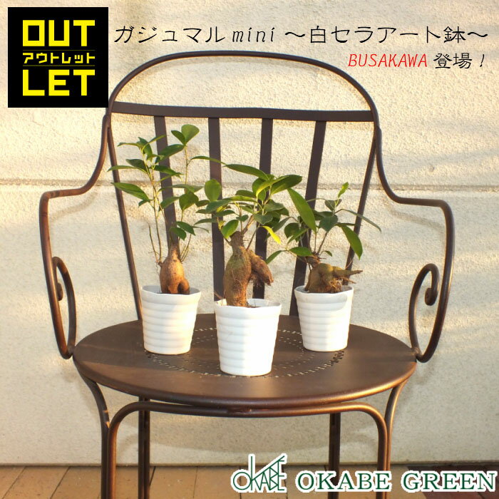 母の日 ギフト プレゼント 観葉植物 ガジュマル フィカス 小さい 3号 鉢植え アウトレット 【361円OFF】 白セラアート鉢 受皿付き おしゃれ 花言葉 多幸の木 がじゅまる ご自宅用 送料無料 [白2]