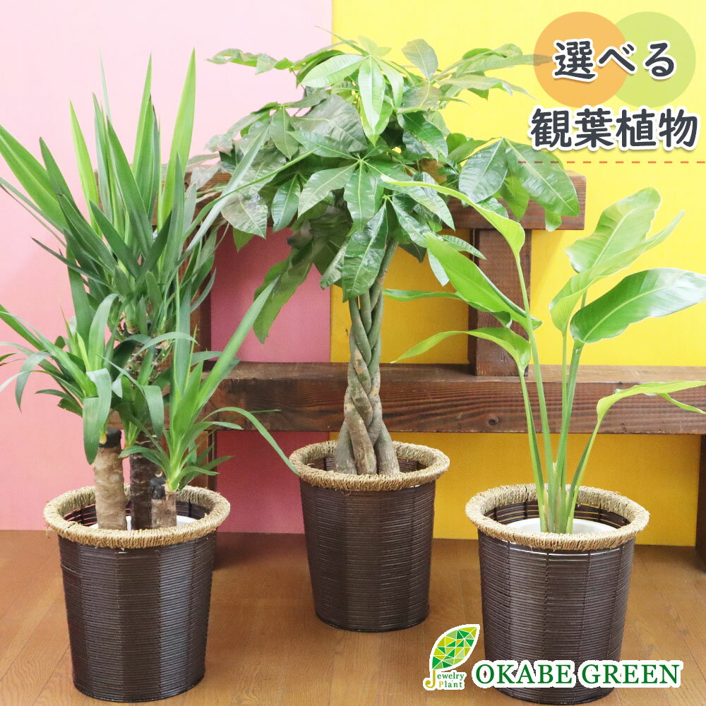 ユッカ 母の日 ギフト プレゼント 観葉植物 パキラ ユッカ オーガスタ 選べる植物7号 ツートン茶かご バークチップ 受皿付 おしゃれ 開店祝い 鉢植え お祝い 誕生日 母の日 ギフト プレゼント 開店祝 引越祝 新築祝 インテリア 送料無料