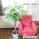 観葉植物 大型 パキラ 8号 白陶器鉢 バークチップ付 ラッピング無料 受皿付 おしゃれ 鉢植え 人気 お祝い 誕生日 ギフト プレゼント 贈り物 インテリア ...