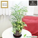 【店内全品ポイント2倍】 母の日 鉢植え ギフト プレゼント 観葉植物 寄せ植え 飾り 6号 選べる陶器鉢 受皿付 ラッピング無料 テーブルヤシ アイビー シェ...