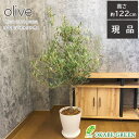 オリーブ 【GW限定クーポン配布中】 母の日 ギフト プレゼント 観葉植物 オリーブ ひなかぜ 7号 【現品】 白のプラスチック鉢 受皿付 ベラボン シンボルツリー 人気 おしゃれ 開店祝い 鉢植え 人気 お祝い 誕生日 ギフト プレゼント 贈り物 インテリア 送料無料 [白7]