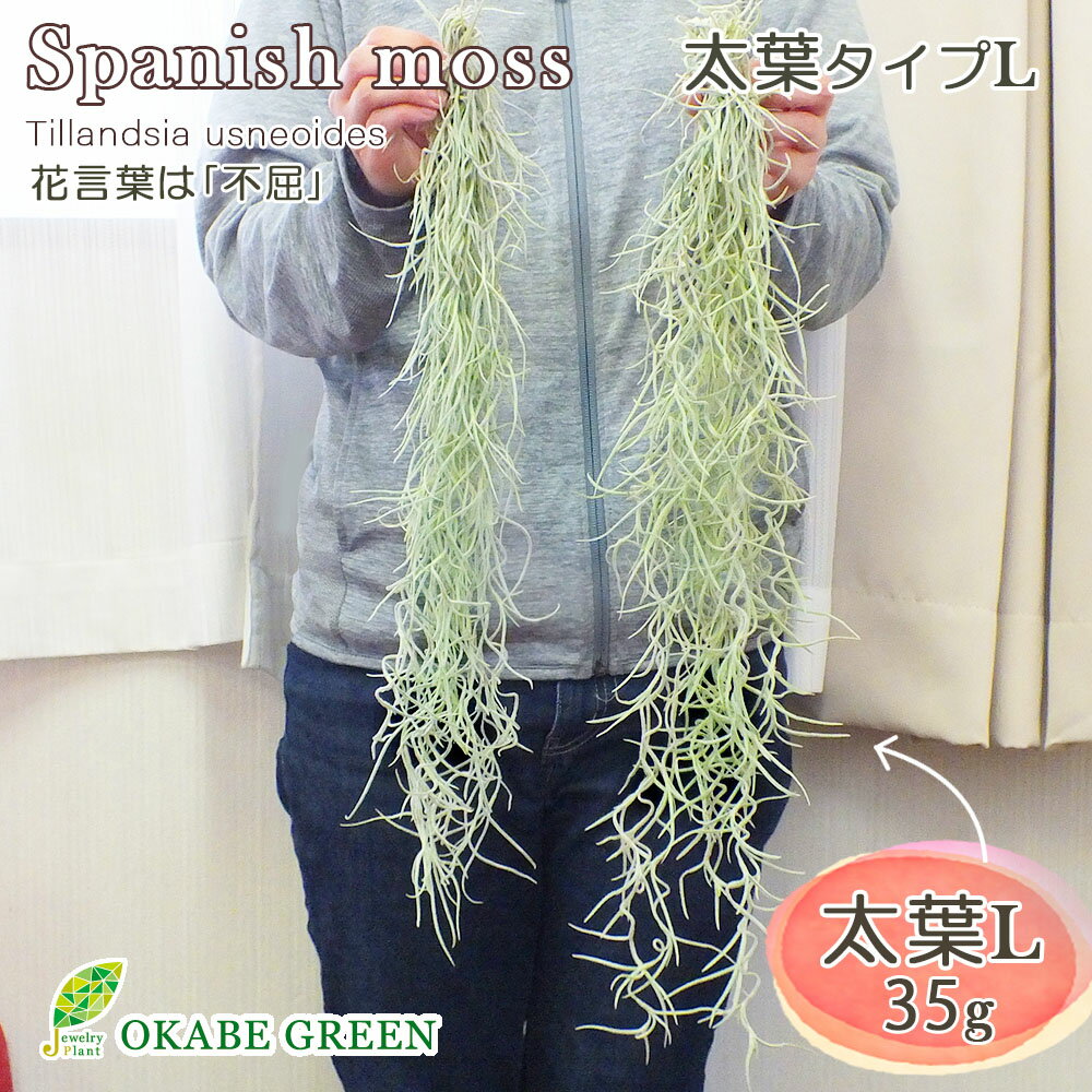 母の日 ギフト プレゼント 観葉植物 スパニッシュモス L 太葉 ウスネオイデス エアプランツ ティランジア 人気 壁掛け 吊り下げ エアープランツ おしゃれ インテリア 送料無料