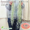 【GW限定クーポン配布中】 母の日 ギフト プレゼント 観葉植物 スパニッシュモス L 太葉 ウスネオイデス エアプランツ ティランジア 人気 壁掛け 吊り下げ エアープランツ おしゃれ インテリア 送料無料