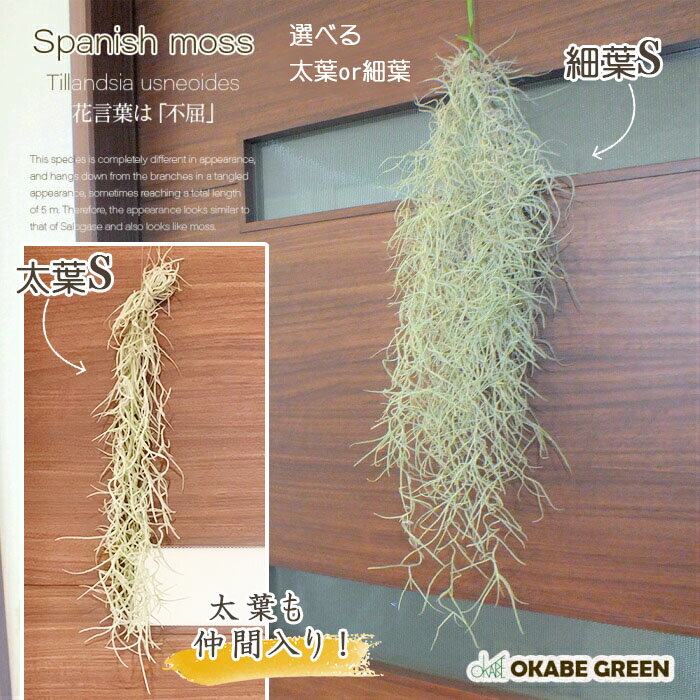 観葉植物