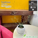 【店内全品2個で10%OFFクーポン配布】 観葉植物 小さい ソフォラ リトルベイビー 4号 選べる陶器鉢 ソーサー付 鉢植え お祝い 誕生日 ギフト プレゼン...