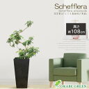 母の日 鉢植え ギフト プレゼント 観葉植物 大型 シェフレラ ホンコンカポック グリーン 幹曲がり 8号 【現品】 アートストーン ラッピング無料 ヤドリフカ...