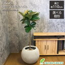 【店内全品ポイント2倍】 母の日 鉢植え ギフト プレゼント 観葉植物 大型 インドゴム ゴムの木 ソフィア フィカス 7号 【選べる樹形】 丸型プランター ラ...