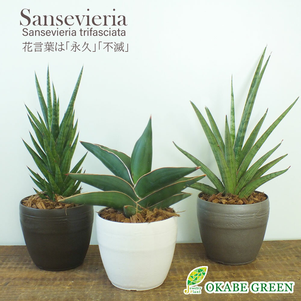 楽天市場】サンスベリア ボンセレンシス(高さ(植物)~ 70.9cm 楽天市場】サンスベリア ボンセレンシス(高さ(植物)~ 70.9cm