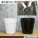【店内全品ポイント2倍】 観葉植物 【植え替えオプション】8号植物用 陶器鉢 自社配合土 職人による植え替え作業付 【当店で同時にご購入植物の植え替え時限定】 ...