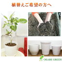 【店内全品ポイント2倍】 観葉植物 【植え替えオプション】7号植物用 陶器鉢 自社配合土 職人による植え替え作業付 【当店で同時にご購入植物の植え替え時限定】 ...