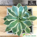 【店内全品ポイント2倍】 母の日 鉢植え ギフト プレゼント 観葉植物 アガベ 吉祥冠錦 選べる樹形 セメント器 ラッピング無料 多肉植物 おしゃれ 鉢植え お...