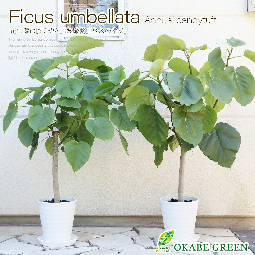 【店内全品5%OFFクーポン配布中】 観葉植物 大型 ウンベラータ フィカス 7号 選べる樹形 白セラアート鉢 【現品】 ラッピング無料 おしゃれ 開店祝 鉢植え お祝い 誕生日 引越祝 新築祝 送料無料 [白7]