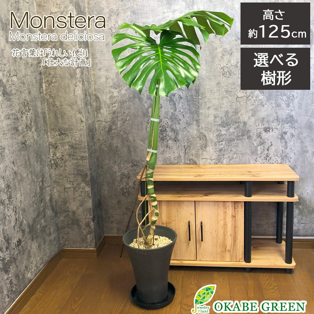 モンステラ 母の日 ギフト プレゼント 観葉植物 モンステラ デリシオーサ 8号 選べる樹形 【現品】 黒プラスチック鉢 受皿付 大型 鉢植え おしゃれ 開店祝い 鉢植え 人気 お祝い 誕生日 ギフト プレゼント 贈り物 インテリア 送料無料 [黒8]