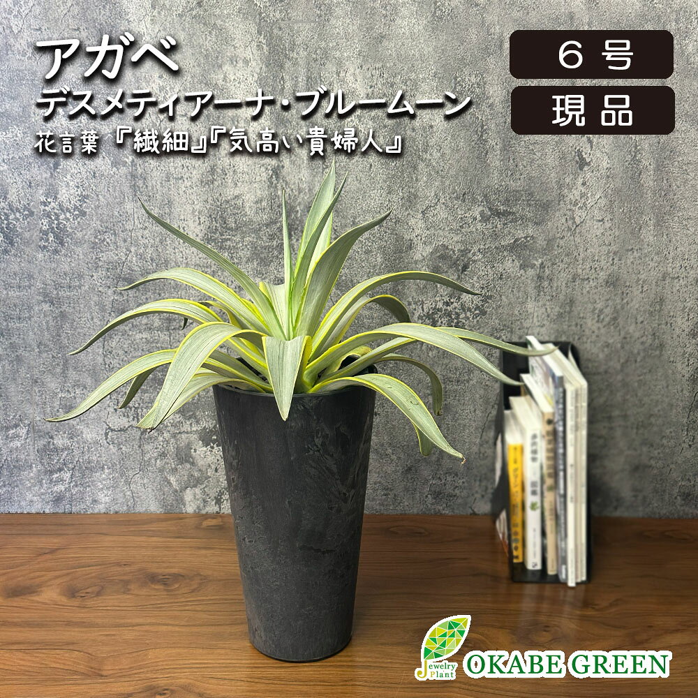 楽天市場】アガベ ベネズエラ（高さ（植物）～ 70.9cm）（花・ガーデン