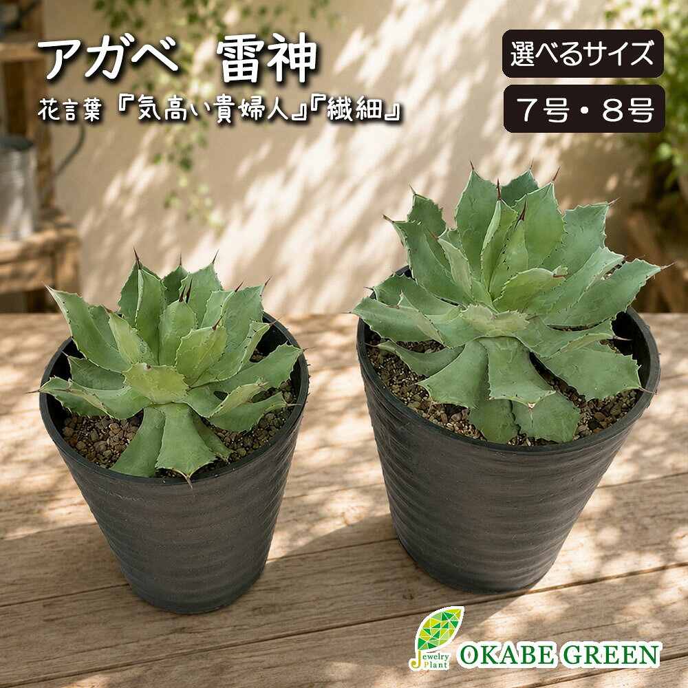 楽天市場】アガベ パラサナの通販