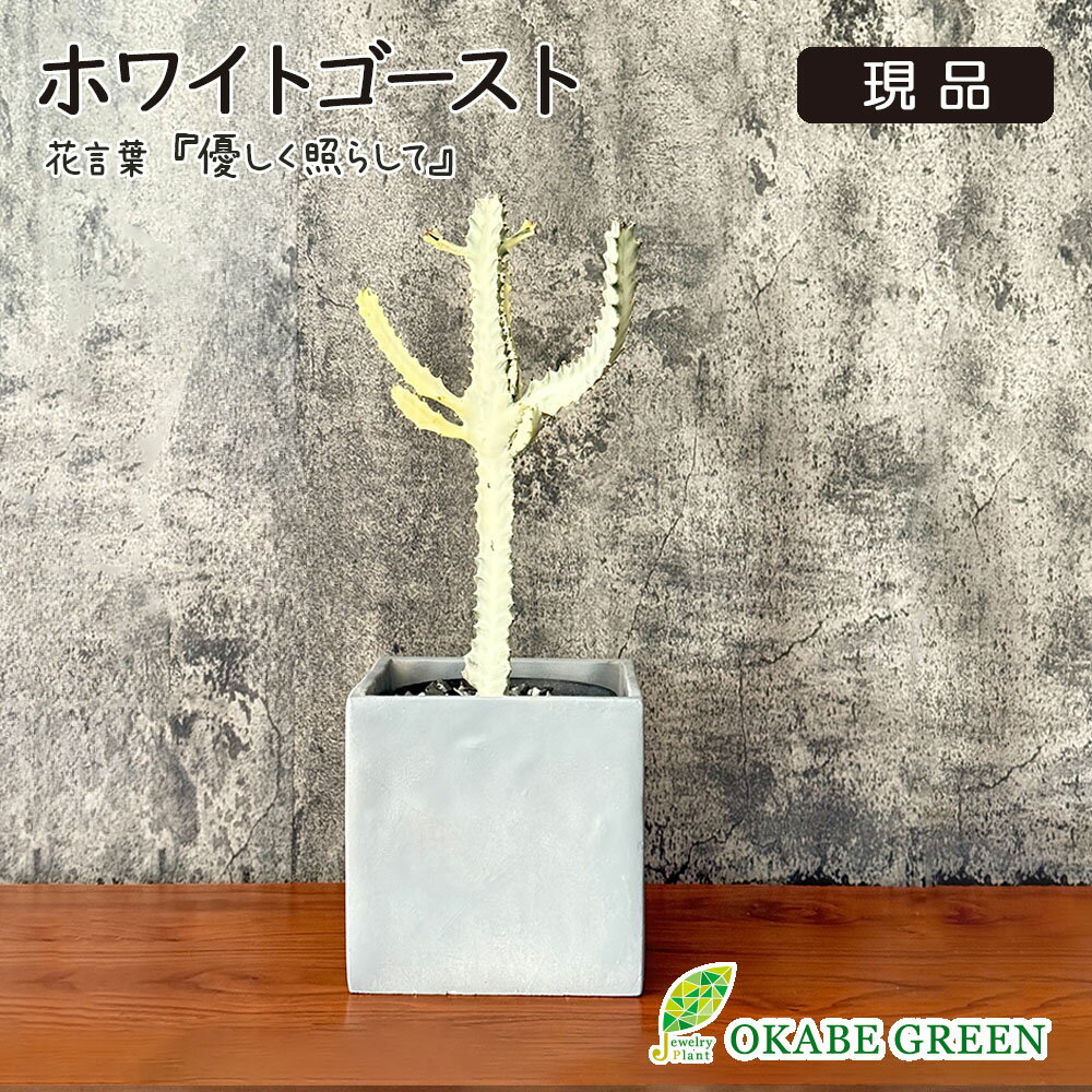 【店内全品5%OFFクーポン配布中】 観葉植物 ユーフォルビア ホワイトゴースト 【現品】 セメント器 ラッピング無料 多肉植物 観葉植物 お祝い 誕生日 お歳暮 ギフト プレゼント 贈り物 インテリア 送料無料