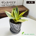 観葉植物 小さい サンスベリア ハニー 4号 グレーマーブル陶器鉢 ラッピング無料 多肉植物 ミニ観葉植物 サンセベリア トラノオ おしゃれ 鉢植え お祝い 誕生日 敬老 ギフト プレゼント 引越祝い 送料無料