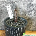 【店内全品2個で10%OFFクーポン配布】 観葉植物 小さい パキポディウム バロニー 選べる樹形 【現品】 3号 ラッピング無料 黒陶器鉢 ソーサー付 黒デコ...