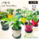 観葉植物 小さい パキラ ミニ 3.5号 選べるカラープラスチック鉢 人気 おしゃれ 鉢植え 発財樹 幸運 縁起物 お祝い 誕生日 ギフト プレゼント 開店祝 引越祝 新築祝 贈り物 インテリア 送料無料