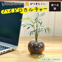 【店内全品ポイント2倍】 母の日 鉢植え ギフト プレゼント 観葉植物 ハイドロボール ハイドロカルチャー テーブルシ 土をつかわない ミニ観葉 誕生日 初心者...