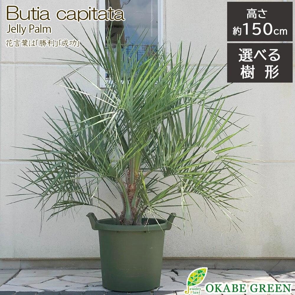 楽天市場】ココスヤシ(観葉植物|花・観葉植物):花・ガーデン・DIYの通販 楽天市場】ココスヤシ(観葉植物|花・観葉植物):花・ガーデン・DIYの通販
