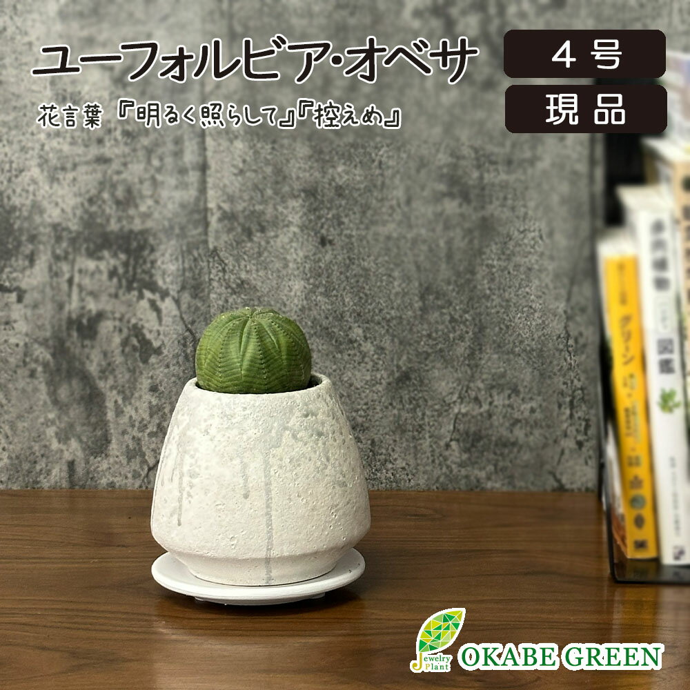 乐天商城 - 観葉植物 希少品種 ユーフォルビア オベサ 【現品】 レア 陶器鉢 ラッピング無料 多肉植物 おしゃれ 鉢植え 人気 お祝い 誕生日 父の日 ギフト プレゼント 贈り物 インテリア 送料無料