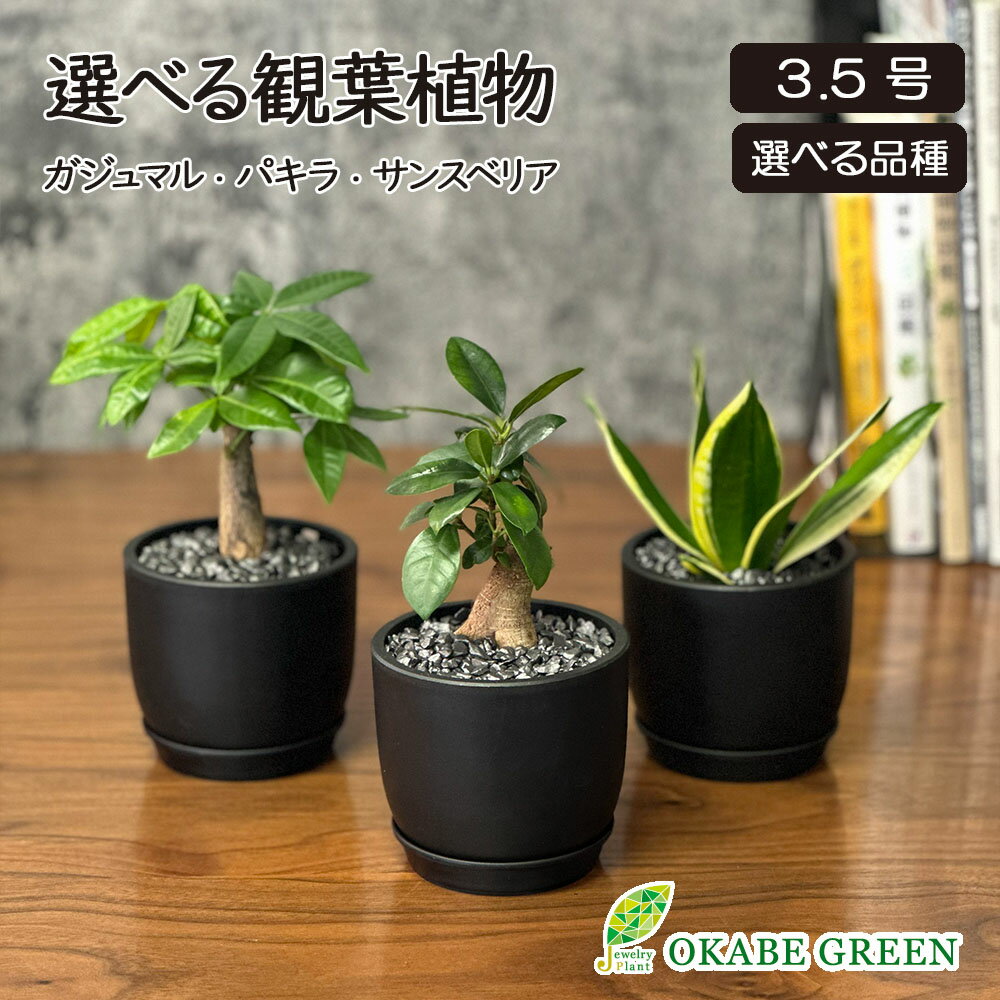 【2個同時購入5％OFFクーポン配布中】 観葉植物 小さい 選べる品種 ガジュマル サンスベリア パキラ 3.5号 黒ポット鉢 直植え ラッピング無料 ミニ がじゅまる ガジュマルの木 おしゃれ 誕生日 父の日 ギフト プレゼント 開店祝い 引っ越し祝 新築祝い お祝い 送料無料