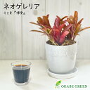 【店内全品2個で10%OFFクーポン配布】 観葉植物 ネオレゲリア 5号 ラッピング無料 白薔薇陶器鉢 受皿付 水苔 鉢植え 人気 おしゃれ 鉢植え お祝い 誕...