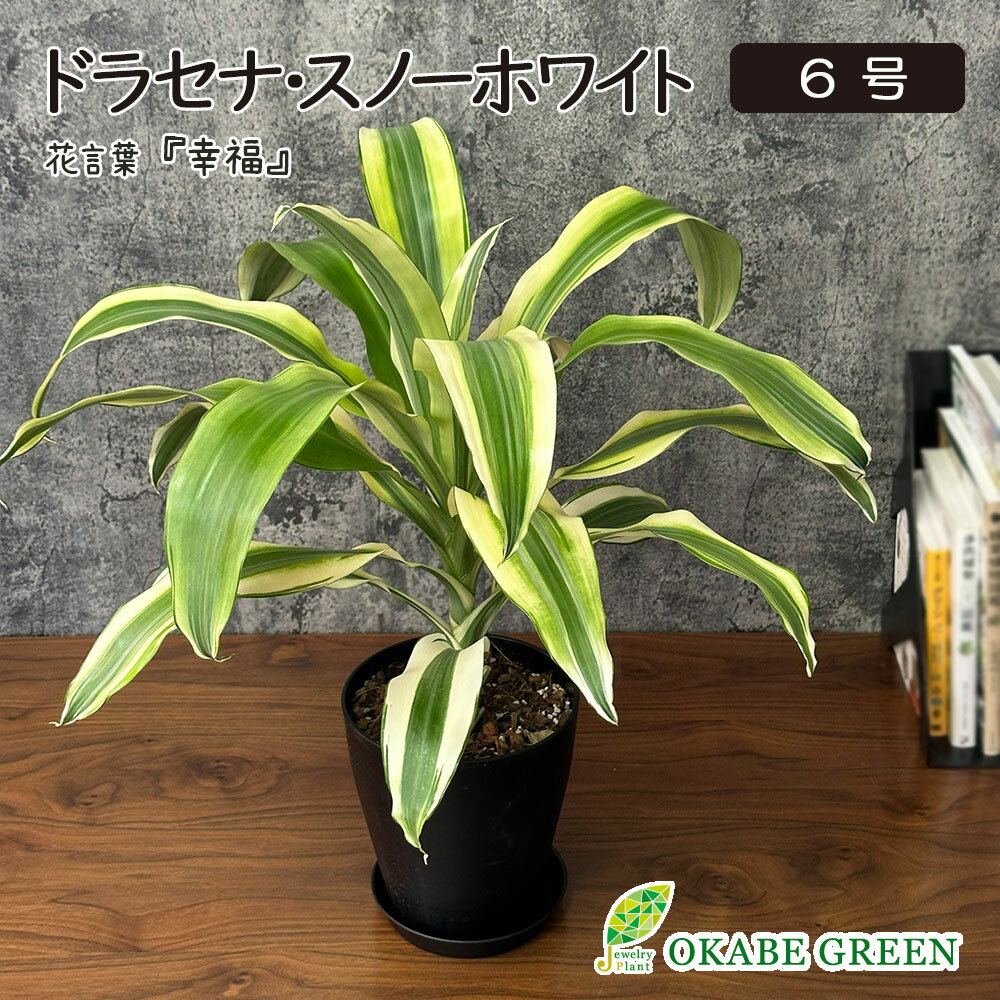 乐天商城 - 観葉植物 【希少品種】 ドラセナ スノーホワイト 5号 黒プラスチック鉢 ラッピング無料 おしゃれ お祝い 誕生日 父の日 ギフト プレゼント 贈り物 開店祝い 引越祝い インテリア 送料無料