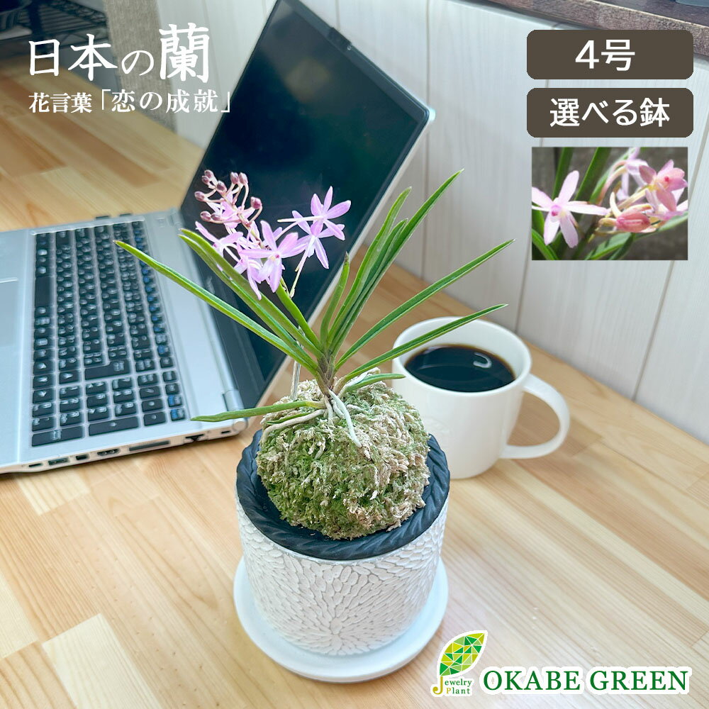 楽天市場】水苔(サイズ(植木鉢)4 ~ 6号)の通販 楽天市場】水苔(サイズ(植木鉢)4 ~ 6号)の通販