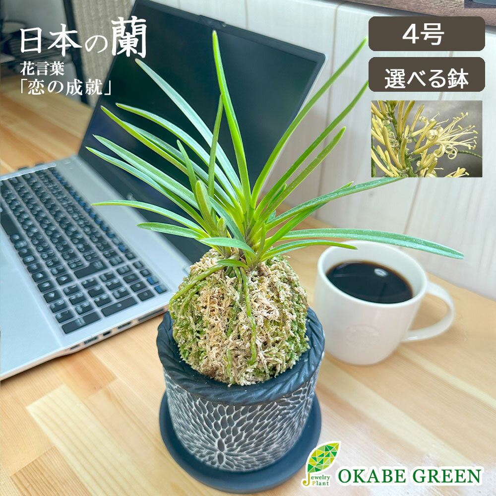 楽天市場】富貴蘭(種類(植物)ラン)の通販 楽天市場】富貴蘭(種類(植物)ラン)の通販