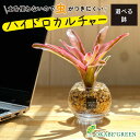 【店内全品ポイント2倍】 母の日 鉢植え ギフト プレゼント 観葉植物 ハイドロカルチャー ネオレゲリア ベージュゼオライト 土を使わない ミニ 観葉 誕生日 ...