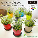観葉植物 小さい ワイヤープランツ 大葉 3.5号 選べる カラープラスチック鉢 おしゃれ 人気 小さい 鉢植え お祝い 誕生日 ギフト プレゼント 開店祝 引...
