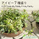 【店内全品2個で10%OFFクーポン配布】 観葉植物 アイビー ヘデラ 7種盛り 寄せ植え ラッピング無料 茶陶器鉢 おしゃれ 鉢植え 人気 お祝い 誕生日 ギ...